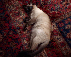 Pet stains removal on carpet
